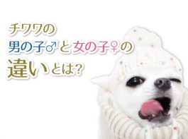 Chihuahua Press チワワプレス チワワライフをもっと楽しむための総合情報サイト