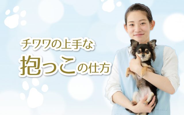 チワワの上手な抱っこの仕方とは 抱っこを嫌がるチワワでも安心できる抱き方 Chihuahua Press チワワプレス