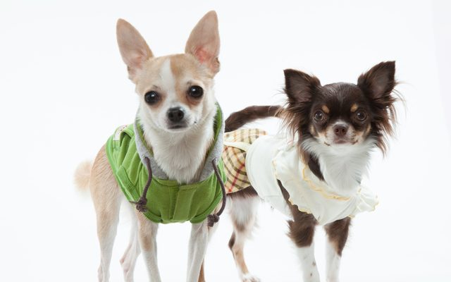 チワワのロングコート スムースコート それぞれの種類の魅力とは Chihuahua Press チワワプレス
