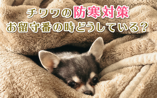 教えて チワワの防寒対策 留守番時の寒さ対策とは Chihuahua Press チワワプレス